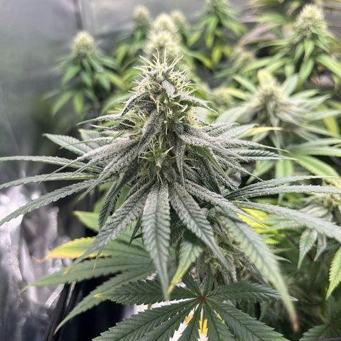 Cesar growlog timeline photo