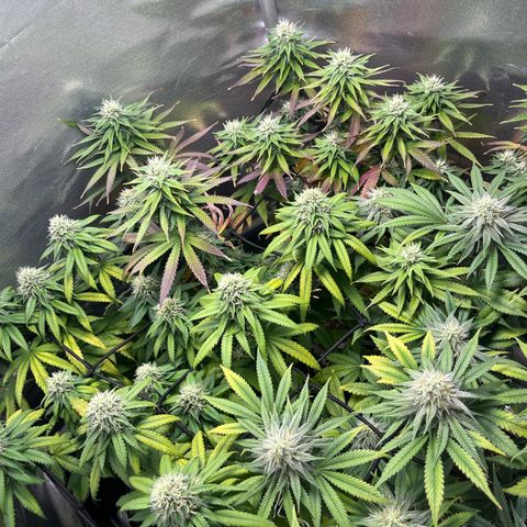 Cesar growlog timeline photo