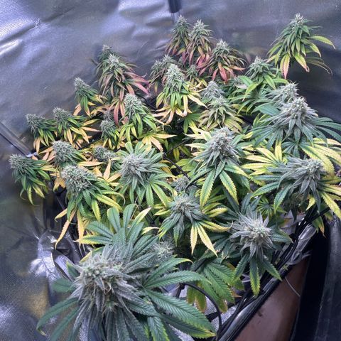 Cesar growlog timeline photo