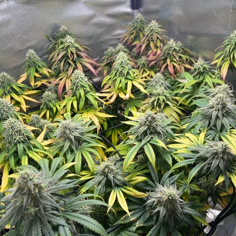 Cesar growlog timeline photo