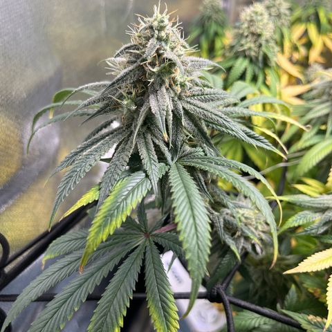 Jimmy growlog timeline photo