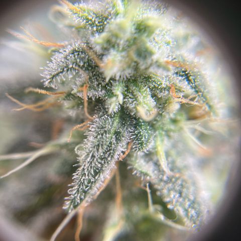 Jimmy growlog timeline photo