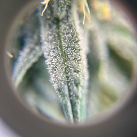 Jimmy growlog timeline photo