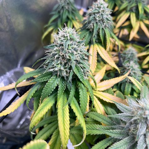 Jane growlog timeline photo