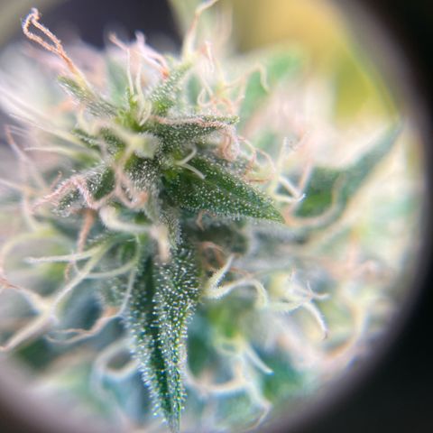Jane growlog timeline photo