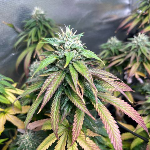 Cesar growlog timeline photo