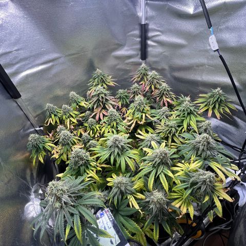 Cesar growlog timeline photo