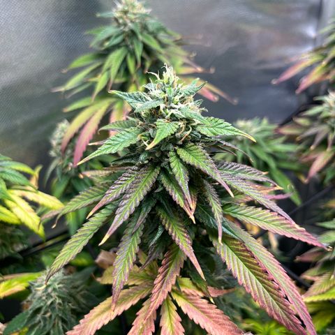 Jimmy growlog timeline photo