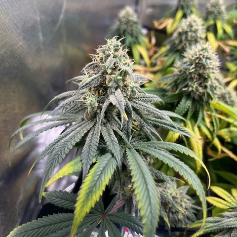 Cesar growlog timeline photo