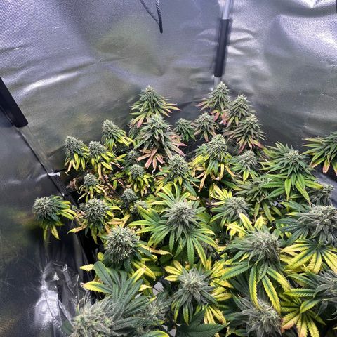 Cesar growlog timeline photo