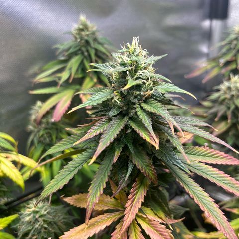 Jimmy growlog timeline photo