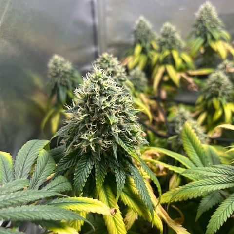 Jane growlog timeline photo