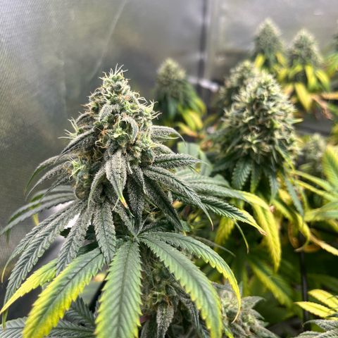 Cesar growlog timeline photo