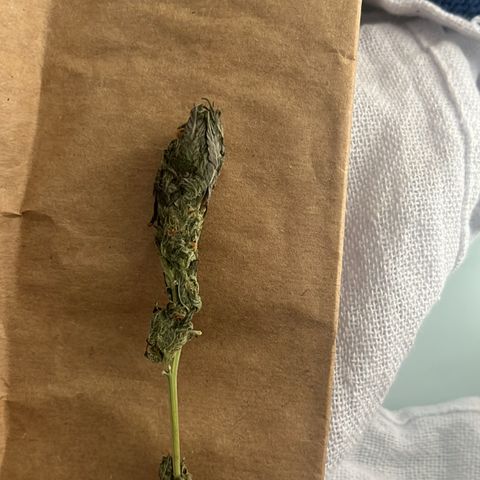 Jimmy growlog photo: I've harvested one popcorn bud to take a taste. Drying it on the ps5 exhaust fan