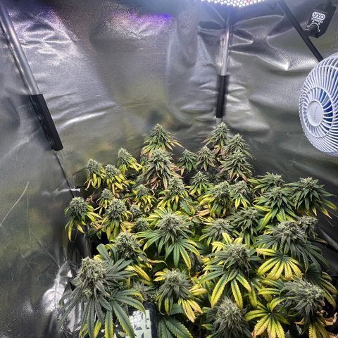 Cesar growlog timeline photo