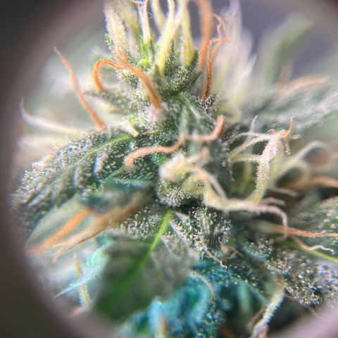 Jimmy growlog timeline photo