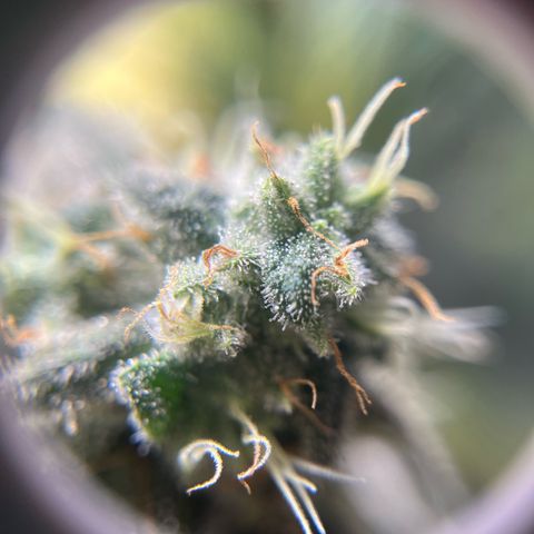 Cesar growlog timeline photo