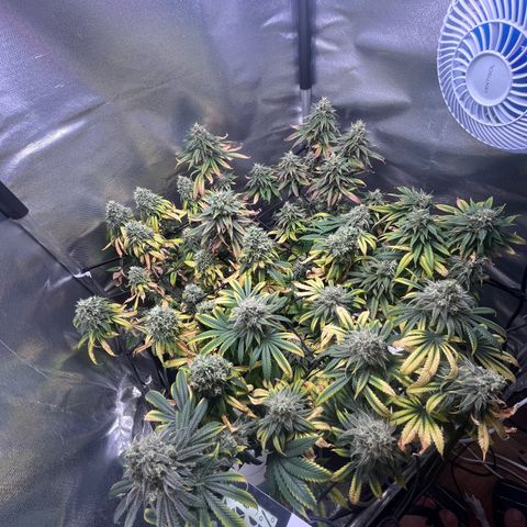 Cesar growlog timeline photo