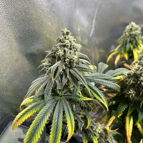 Cesar growlog timeline photo