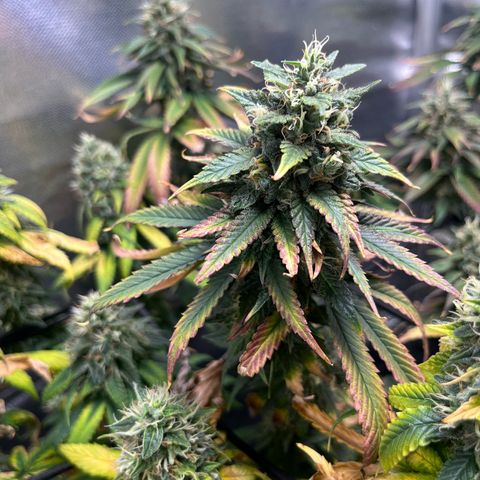 Jimmy growlog timeline photo