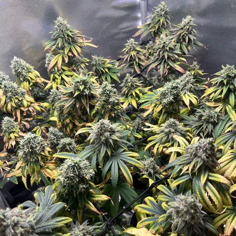 Cesar growlog timeline photo