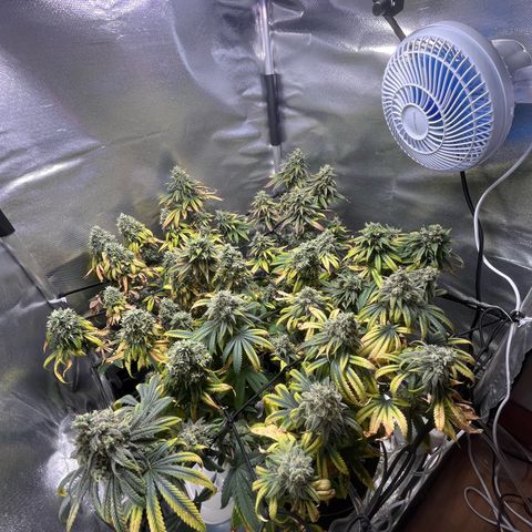 Cesar growlog timeline photo