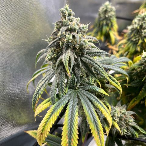Cesar growlog timeline photo