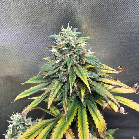 Jimmy growlog timeline photo