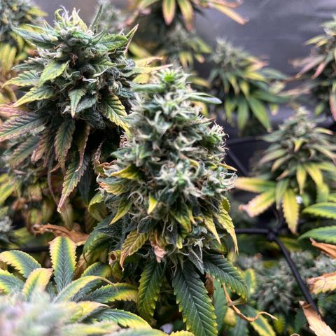 Jane growlog timeline photo