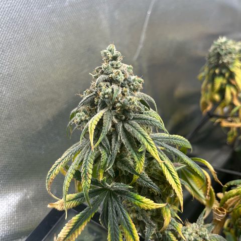 Cesar growlog timeline photo