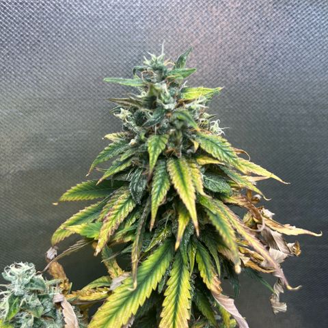 Jimmy growlog timeline photo