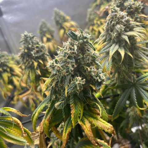 Jane growlog timeline photo