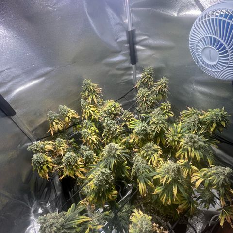 Cesar growlog timeline photo