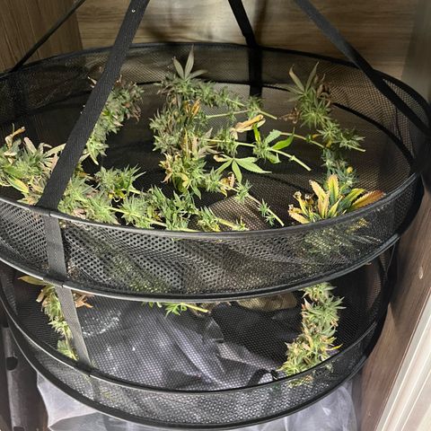 Jimmy growlog photo: 175g wet