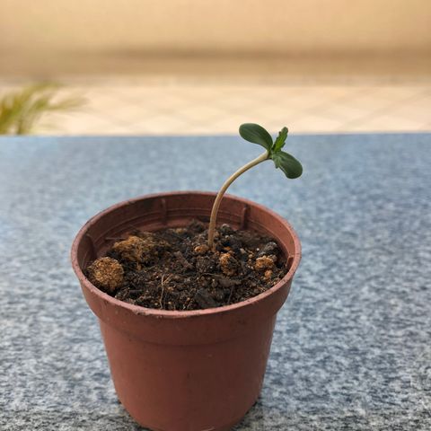 Balinha - Fêmea  growlog timeline photo