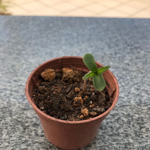 Balinha - Fêmea  growlog timeline photo