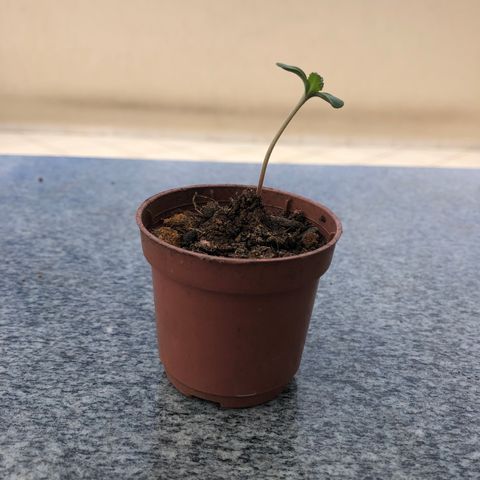 Balinha - Fêmea  growlog timeline photo