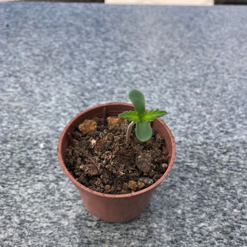 Balinha - Fêmea  growlog timeline photo