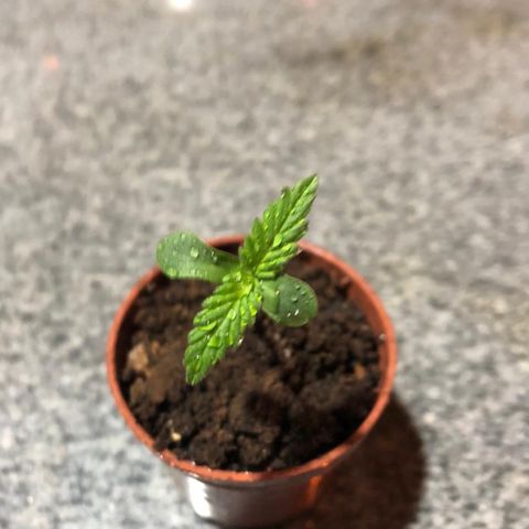 Balinha - Fêmea  growlog timeline photo