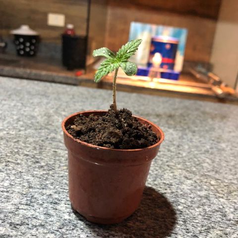 Balinha - Fêmea  growlog timeline photo