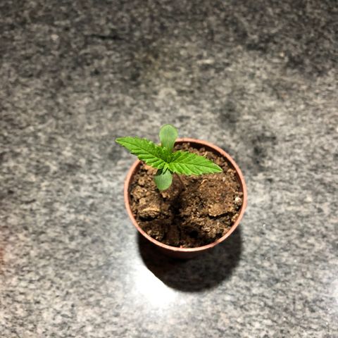 Balinha - Fêmea  growlog timeline photo
