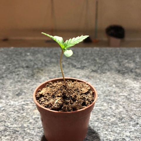 Balinha - Fêmea  growlog timeline photo