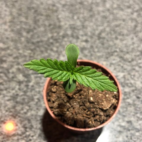 Balinha - Fêmea  growlog timeline photo