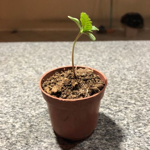 Balinha - Fêmea  growlog timeline photo