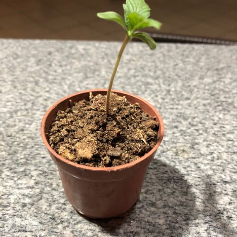 Balinha - Fêmea  growlog timeline photo