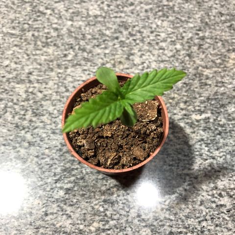 Balinha - Fêmea  growlog timeline photo