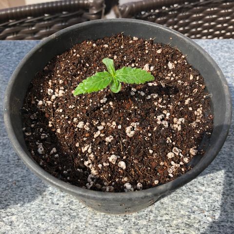 Balinha - Fêmea  growlog timeline photo