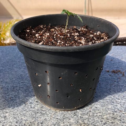 Balinha - Fêmea  growlog timeline photo