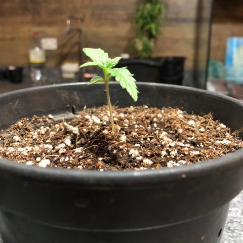 Balinha - Fêmea  growlog timeline photo