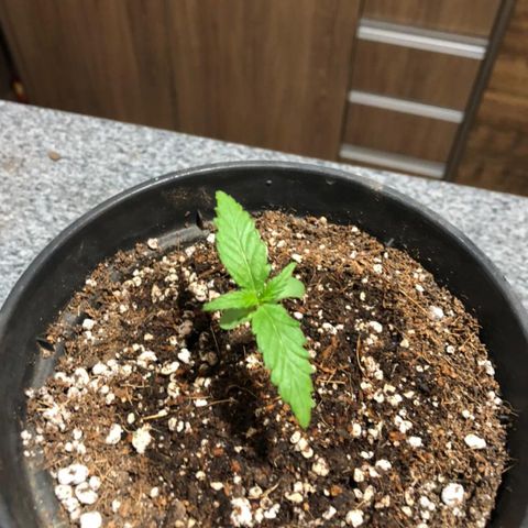 Balinha - Fêmea  growlog timeline photo